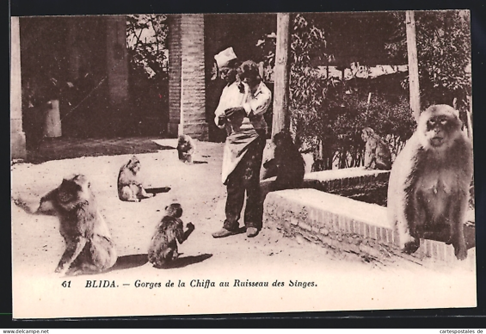 CPA Blida, Gorges De La Chiffa Au Ruisseau Des Singes  - Blida