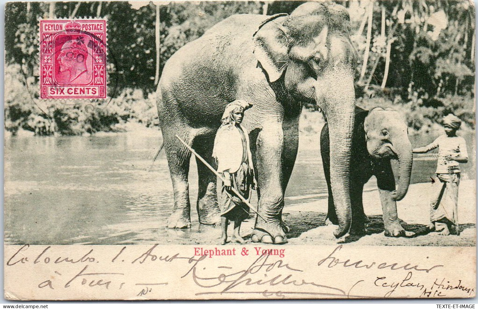 SRI LANKA CEYLAN - Elephant & Young  - Sri Lanka (Ceylon)