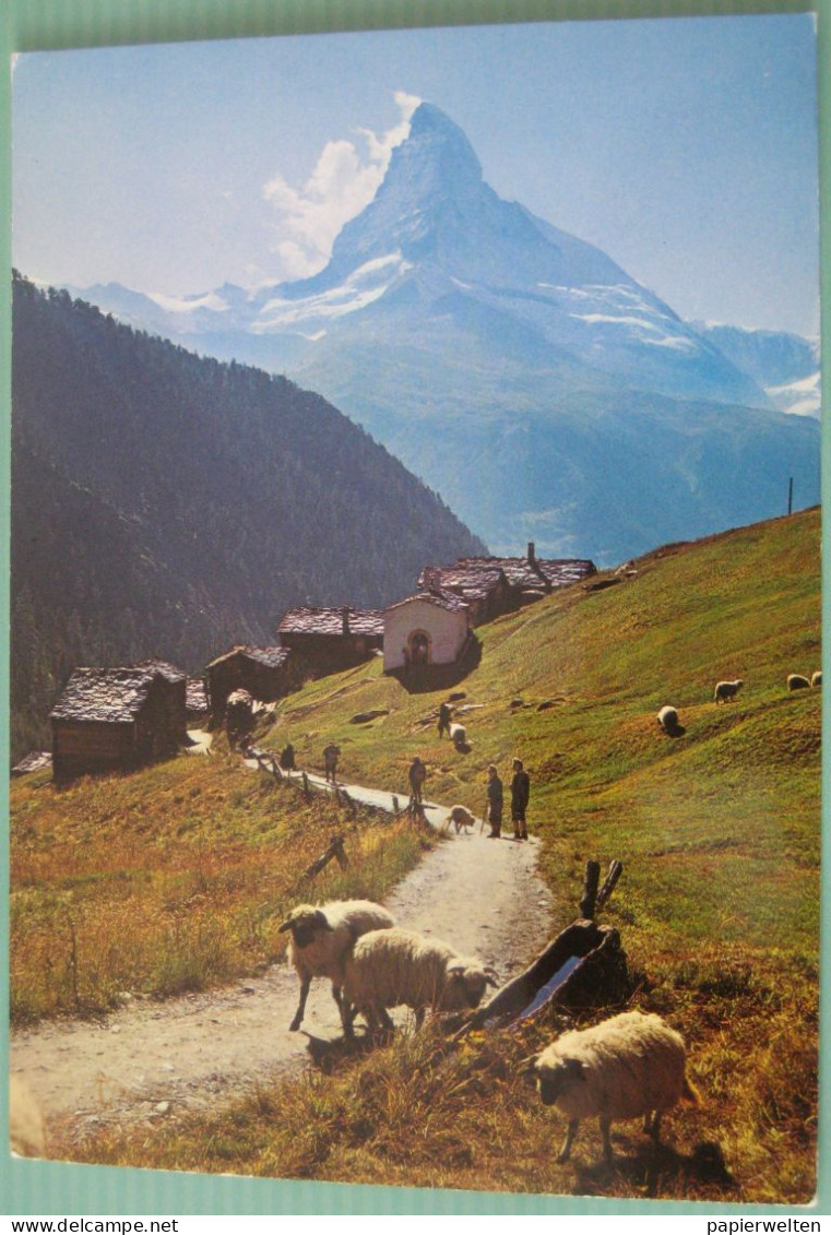 Zermatt (VS) -  Schafe Findeln Matterhorn - Mont Cervin - Zermatt