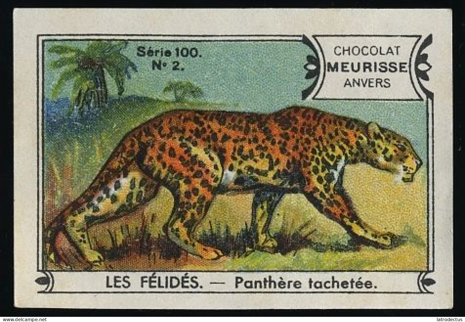 Meurisse - Ca 1930 - 100 - Les Félidés, Wild Cats - 2 - Panthère Tachetée, Spotted Panther - Autres & Non Classés