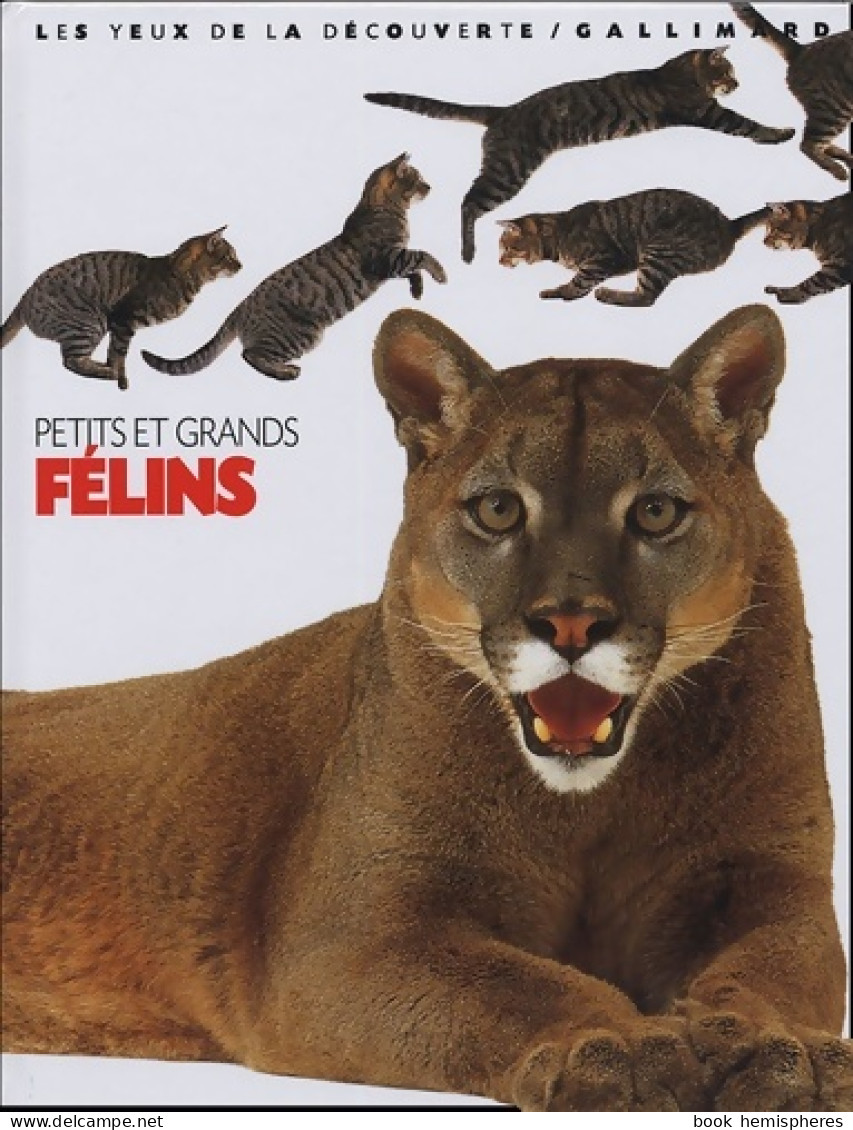 Petits Et Grands Félins (2005) De Juliet ; Clutton-Brock Clutton-Brock - Animaux