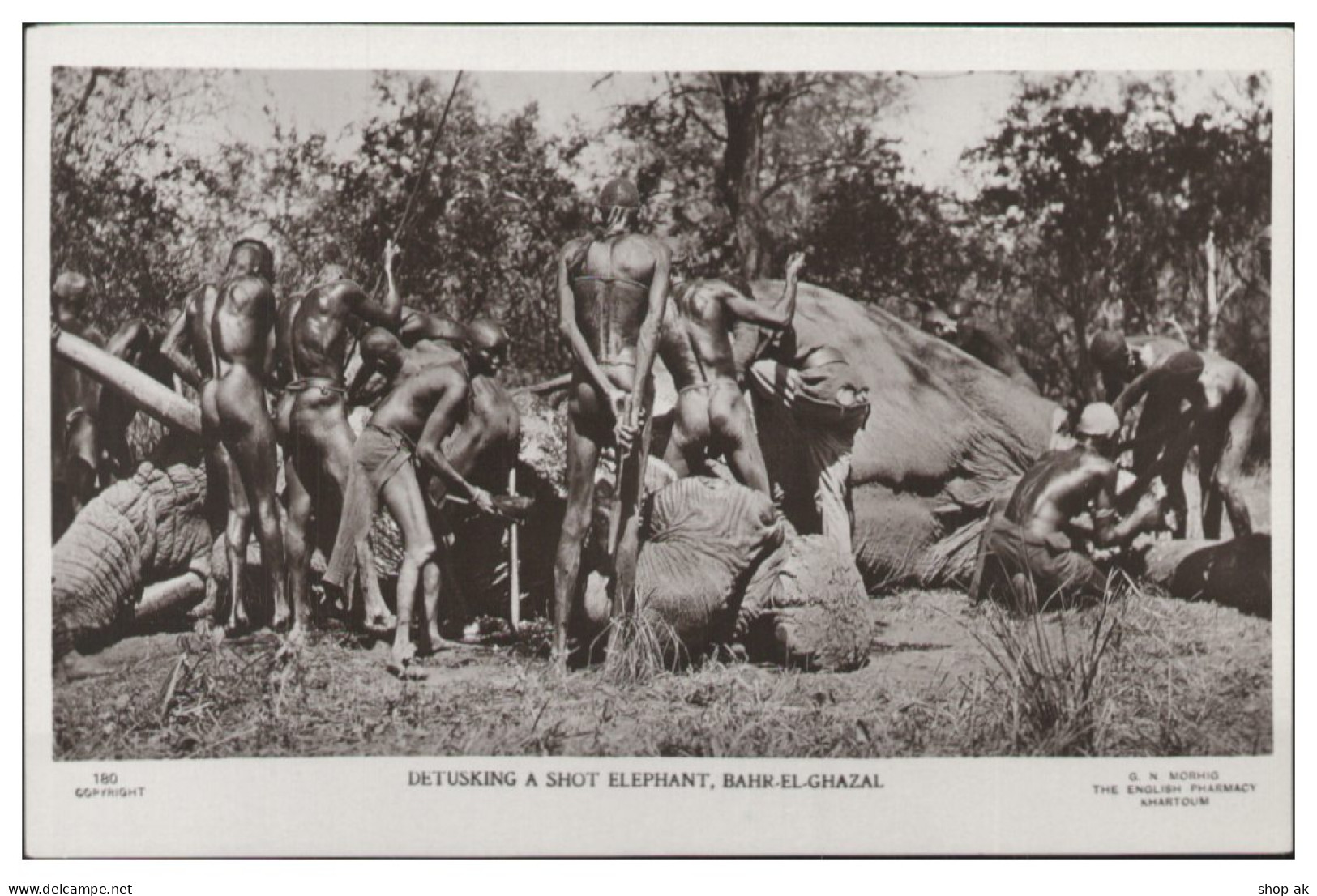 S5583/ Bahr-El-Ghazal  Sudan Erlegter Elefant  Foto AK Ca.1920 - Ohne Zuordnung