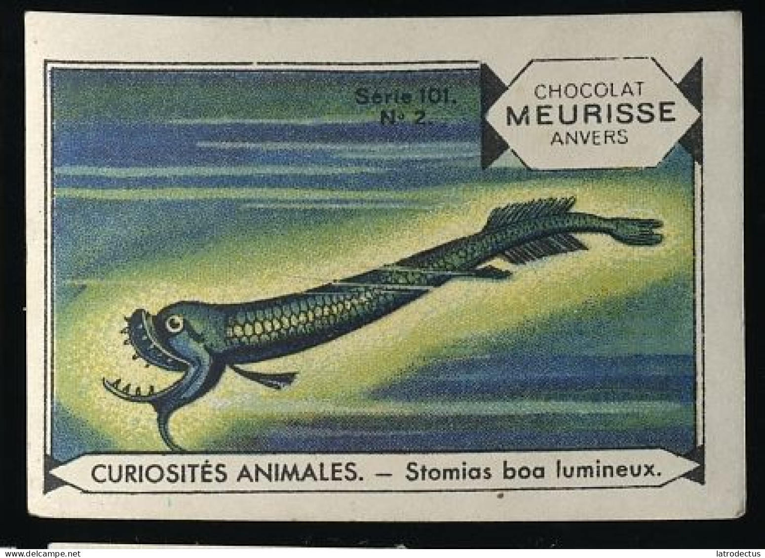 Meurisse - Ca 1930 - 101 - Curiosités Animales, Strange Animals - 2 - Stomias Boa Lumineux, Boa Dragonfish - Autres & Non Classés