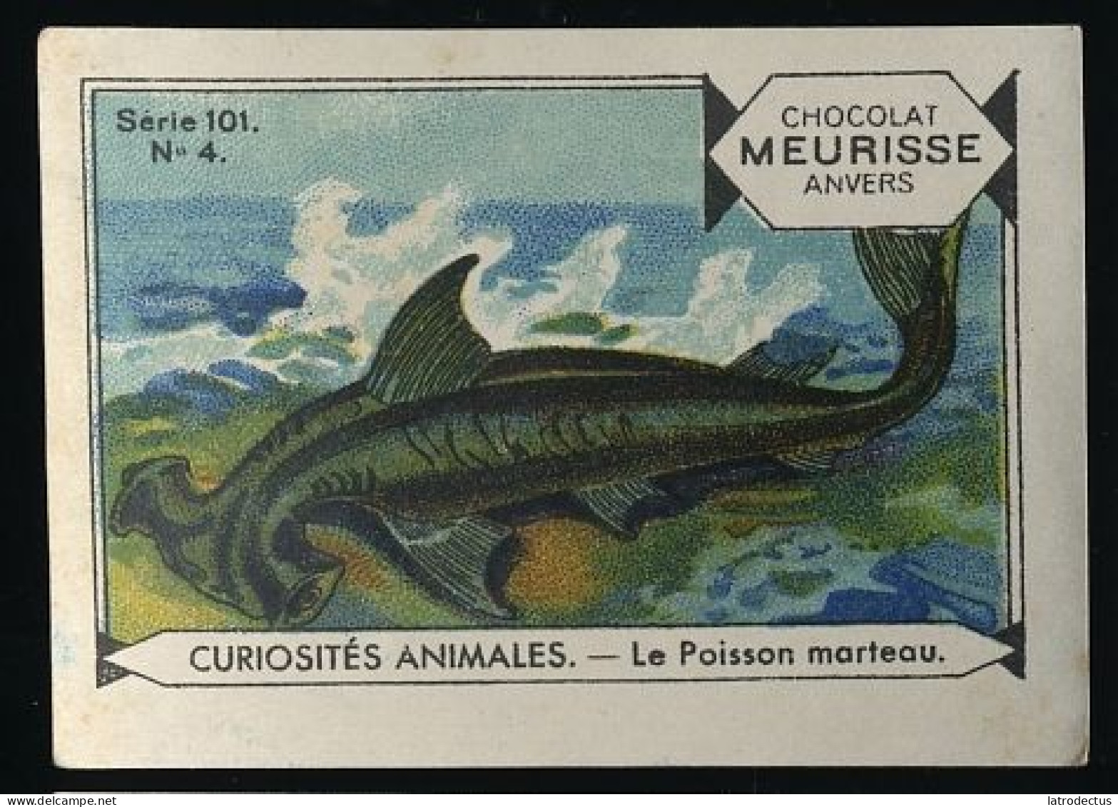 Meurisse - Ca 1930 - 101 - Curiosités Animales, Strange Animals - 4 - Le Poisson Marteau, Hammerhead - Other & Unclassified