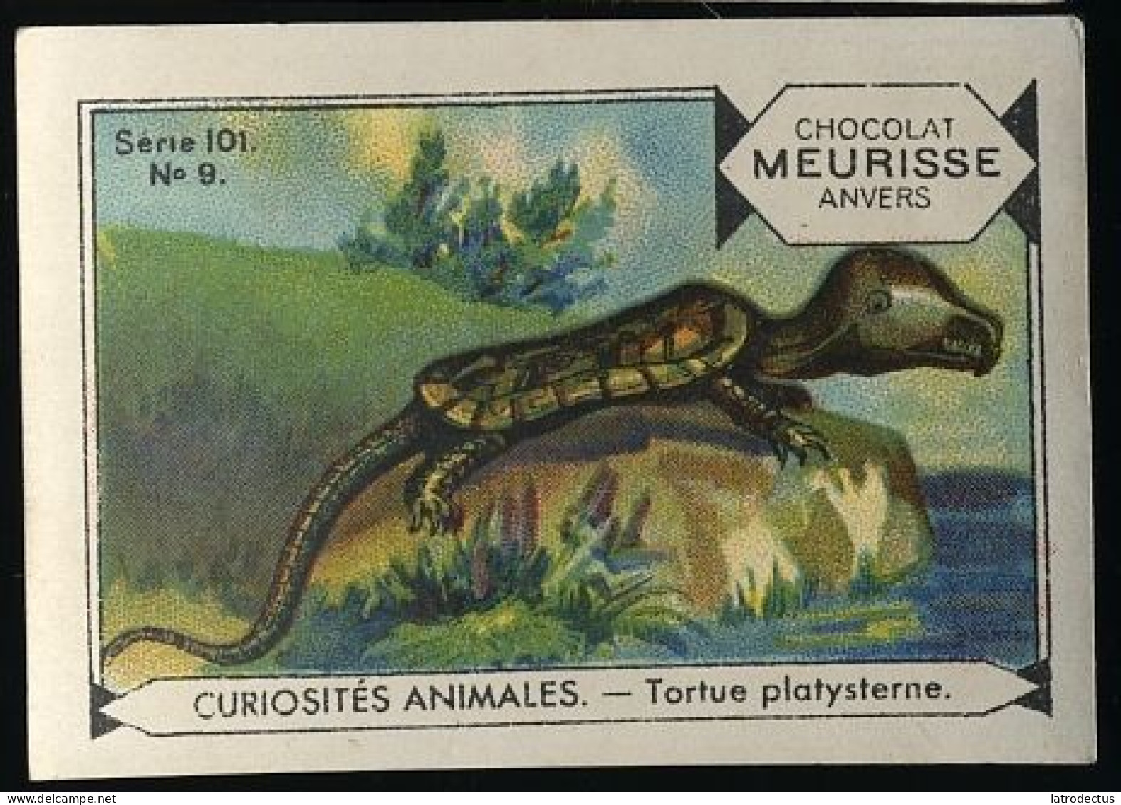 Meurisse - Ca 1930 - 101 - Curiosités Animales, Strange Animals - 9 - Tortue Platysterne, Tortoise - Autres & Non Classés