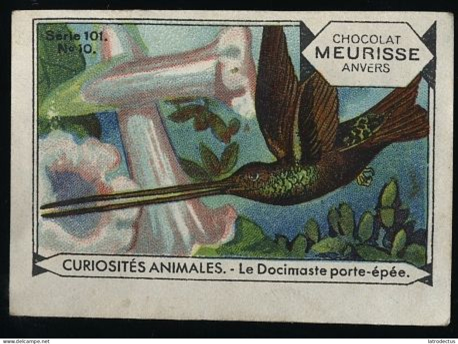 Meurisse - Ca 1930 - 101 - Curiosités Animales, Strange Animals - 10 - Le Docimaste Porte-épée, Colibri, Kolibri - Altri & Non Classificati