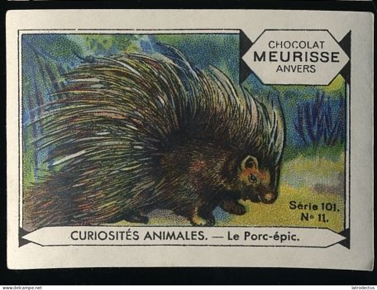 Meurisse - Ca 1930 - 101 - Curiosités Animales, Strange Animals - 11 - Le Porc-épic, Porcupine - Altri & Non Classificati