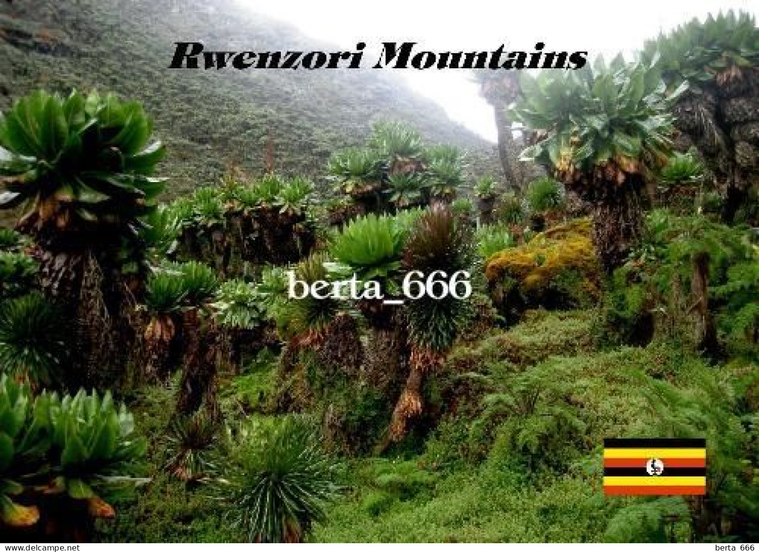 Uganda Rwenzori Mountains UNESCO Giant Lobelias New Postcard - Oeganda