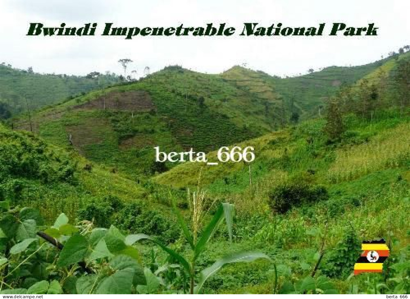 Uganda Bwindi Impenetrable National Park UNESCO New Postcard - Uganda
