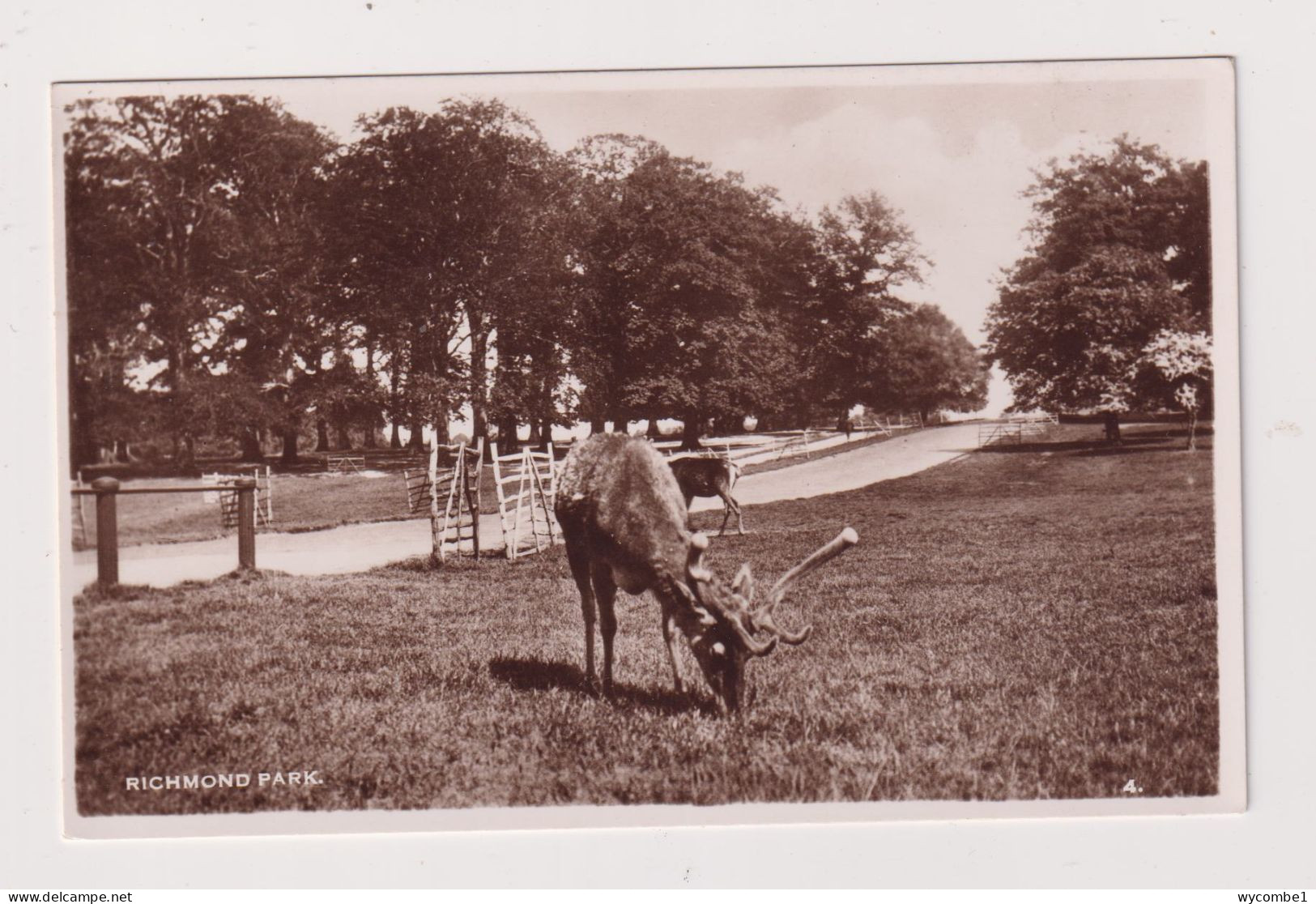 ENGLAND - Richmond Park Unused Vintage Postcard - London Suburbs