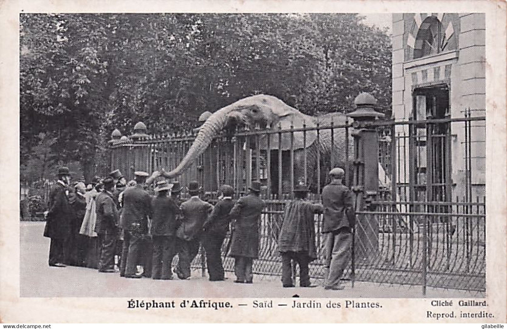 75 - PARIS - Jardin Des Plantes  - Elephant D'Afrique - Parcs, Jardins