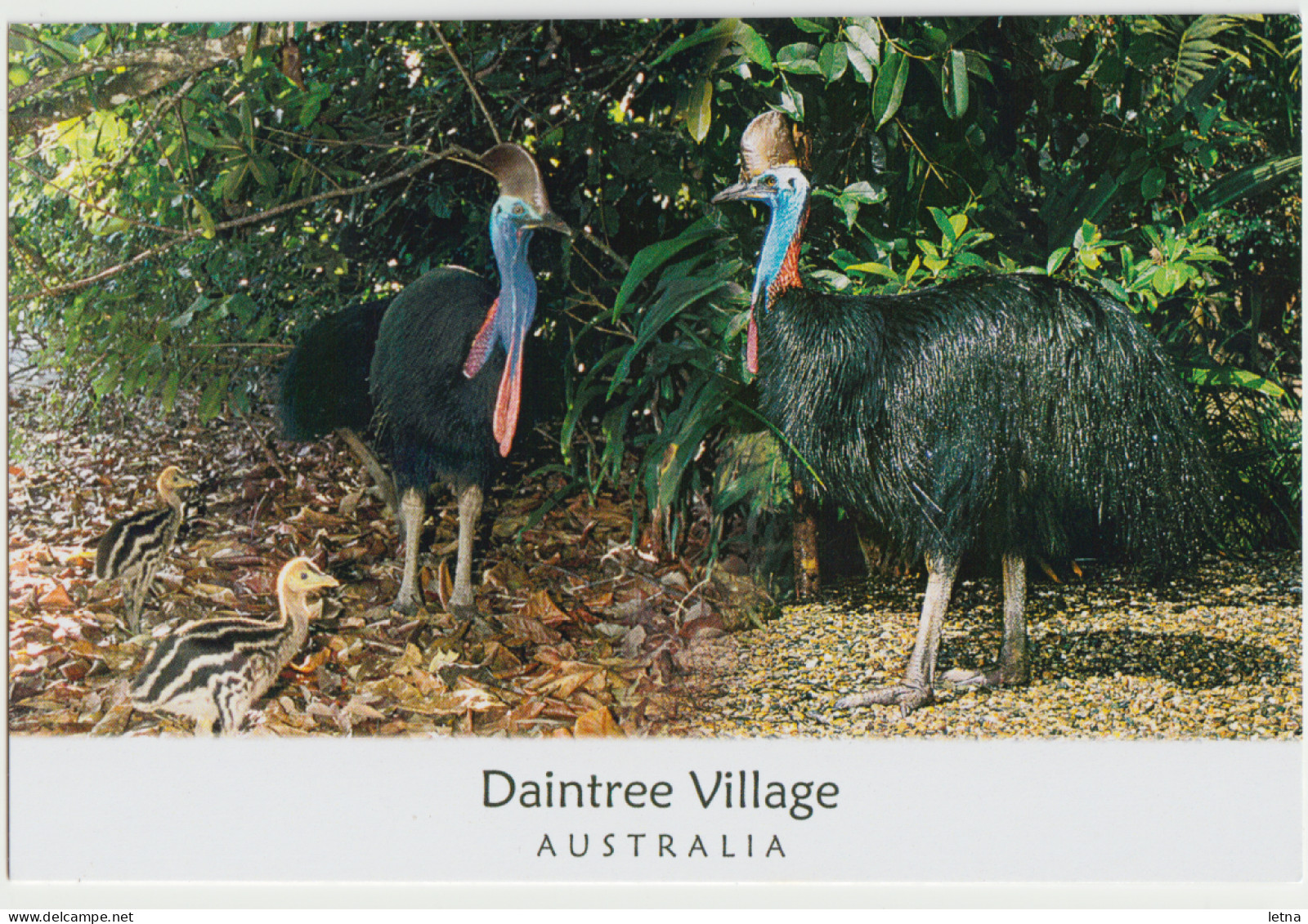Australia QUEENSLAND QLD Cassowaries & Chicks DAINTREE VILLAGE Murray Views GEN552 Postcard C2010s - Otros & Sin Clasificación