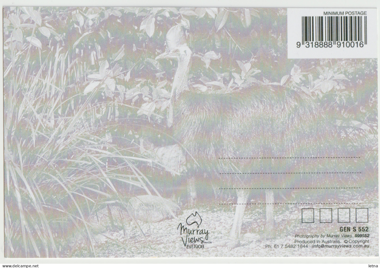 Australia QUEENSLAND QLD Cassowaries & Chicks DAINTREE VILLAGE Murray Views GEN552 Postcard C2010s - Sonstige & Ohne Zuordnung