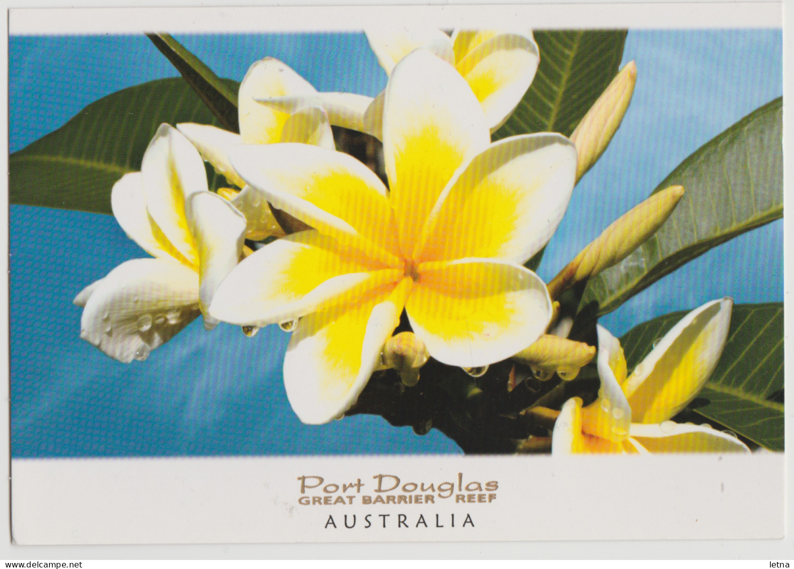 Australia QUEENSLAND QLD Frangipani Flowers PORT DOUGLAS Murray Views GEN583 Postcard C1990s - Andere & Zonder Classificatie