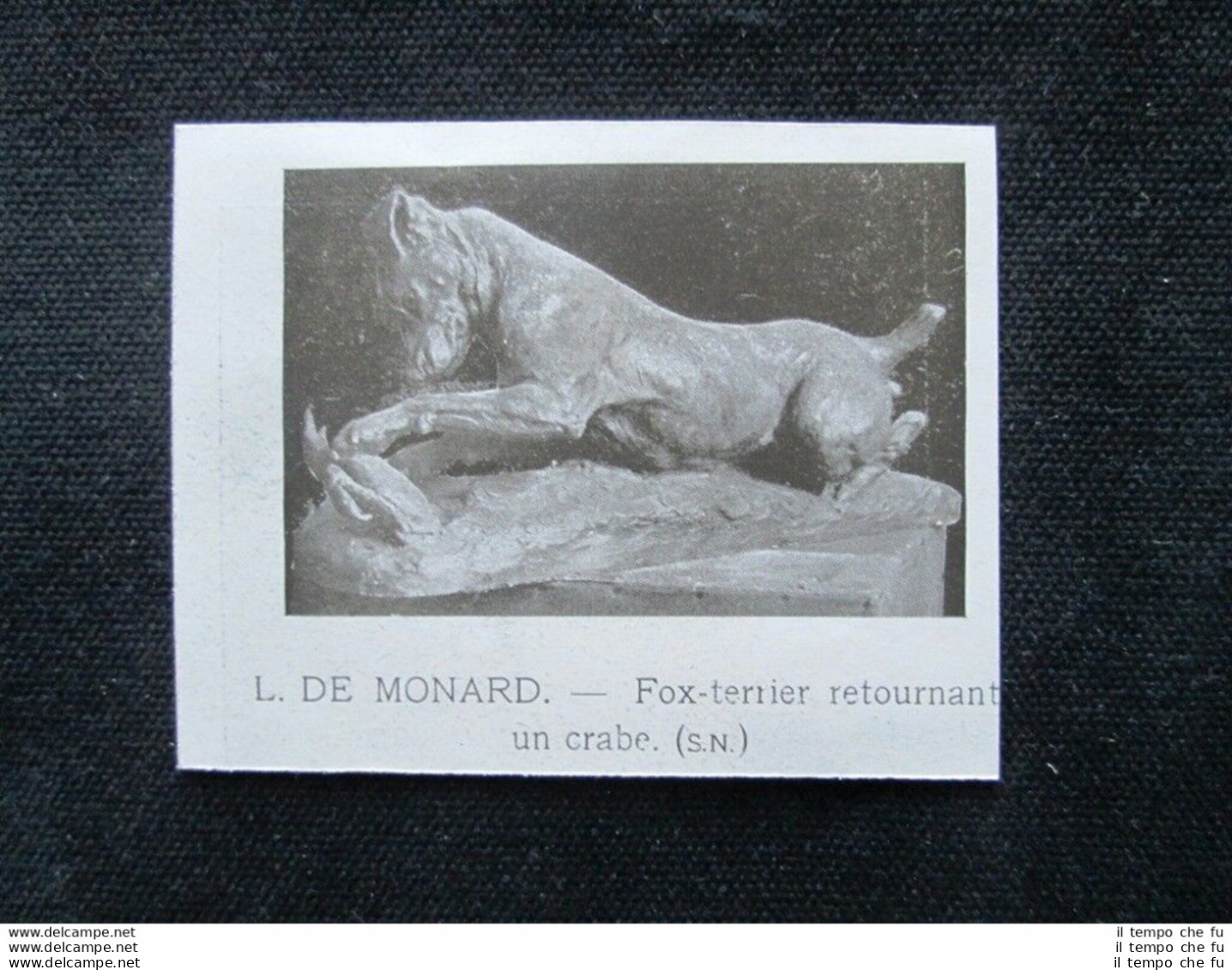 L. De Monard - Fox Terrier Rivolta Un Granchio Stampa Del 1909 - Other & Unclassified