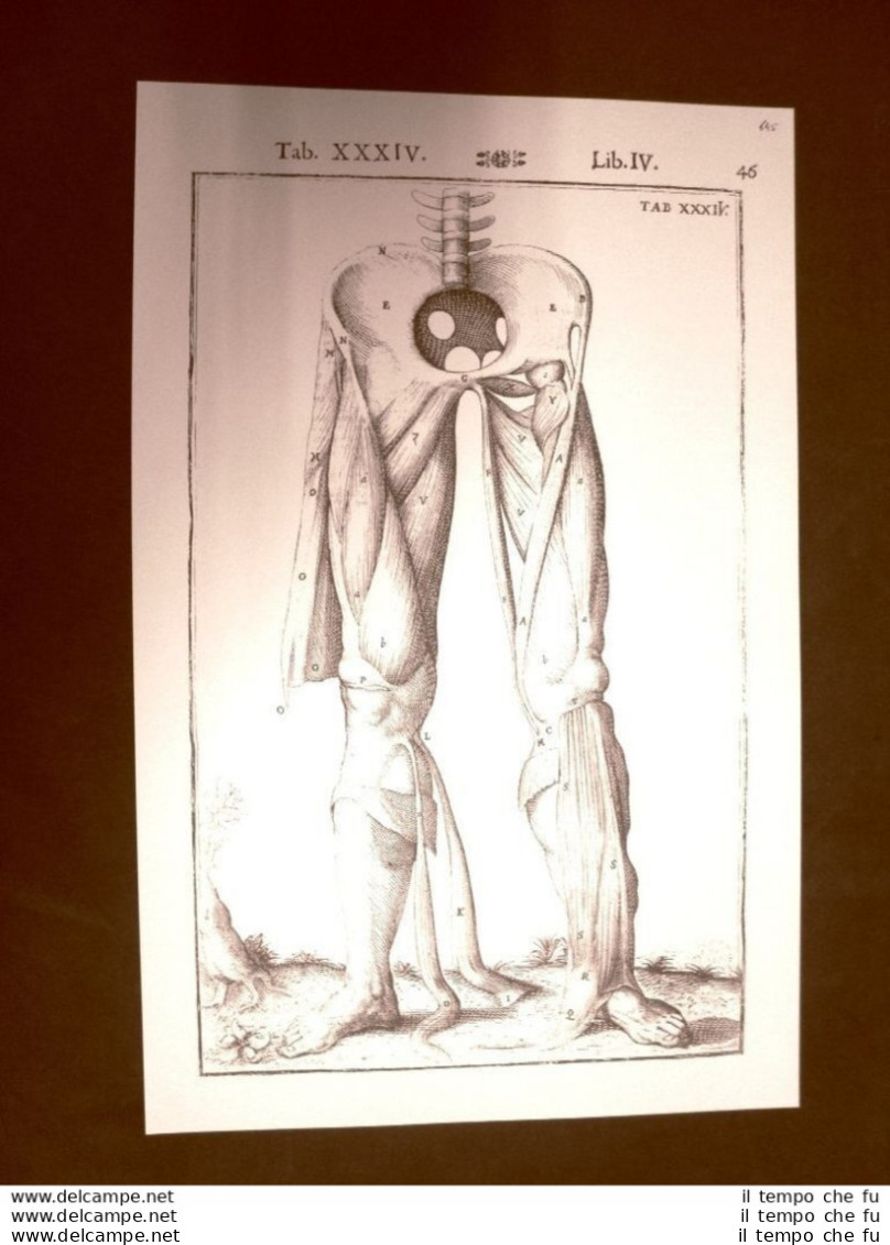 Muscoli Delle Gambe #1 Tavola Anatomica Litografia Giulio Casseri 1627 Ristampa - Sonstige & Ohne Zuordnung