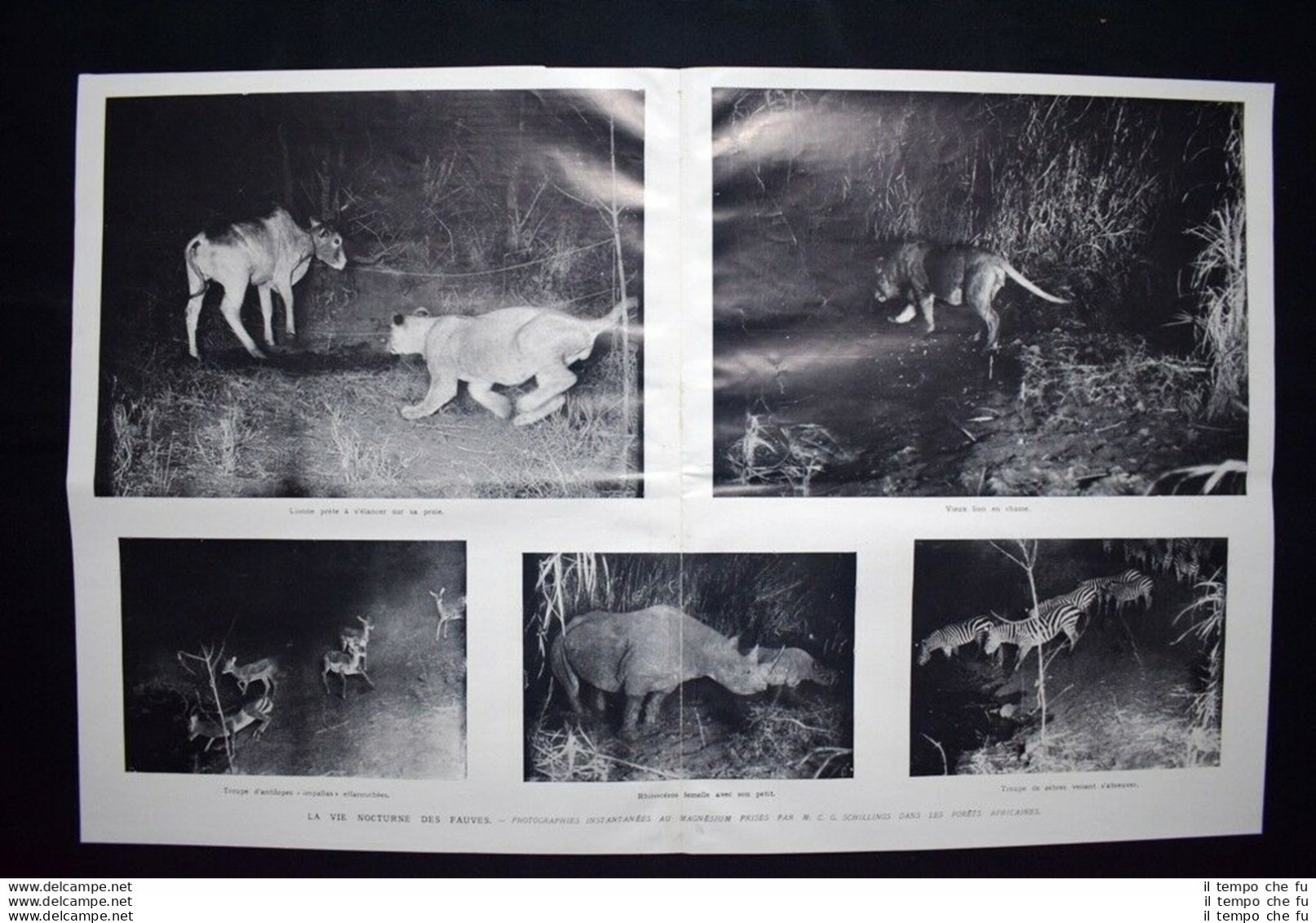 Fotografie Di Felini In Africa, Di Carl George Schillings  Stampa Del 1906 - Autres & Non Classés