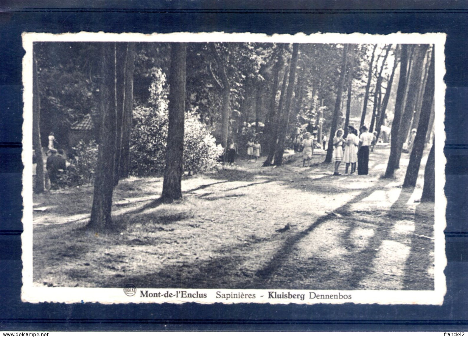 Belgique. Mont De L'enclus. Sapinieres - Kluisbergen