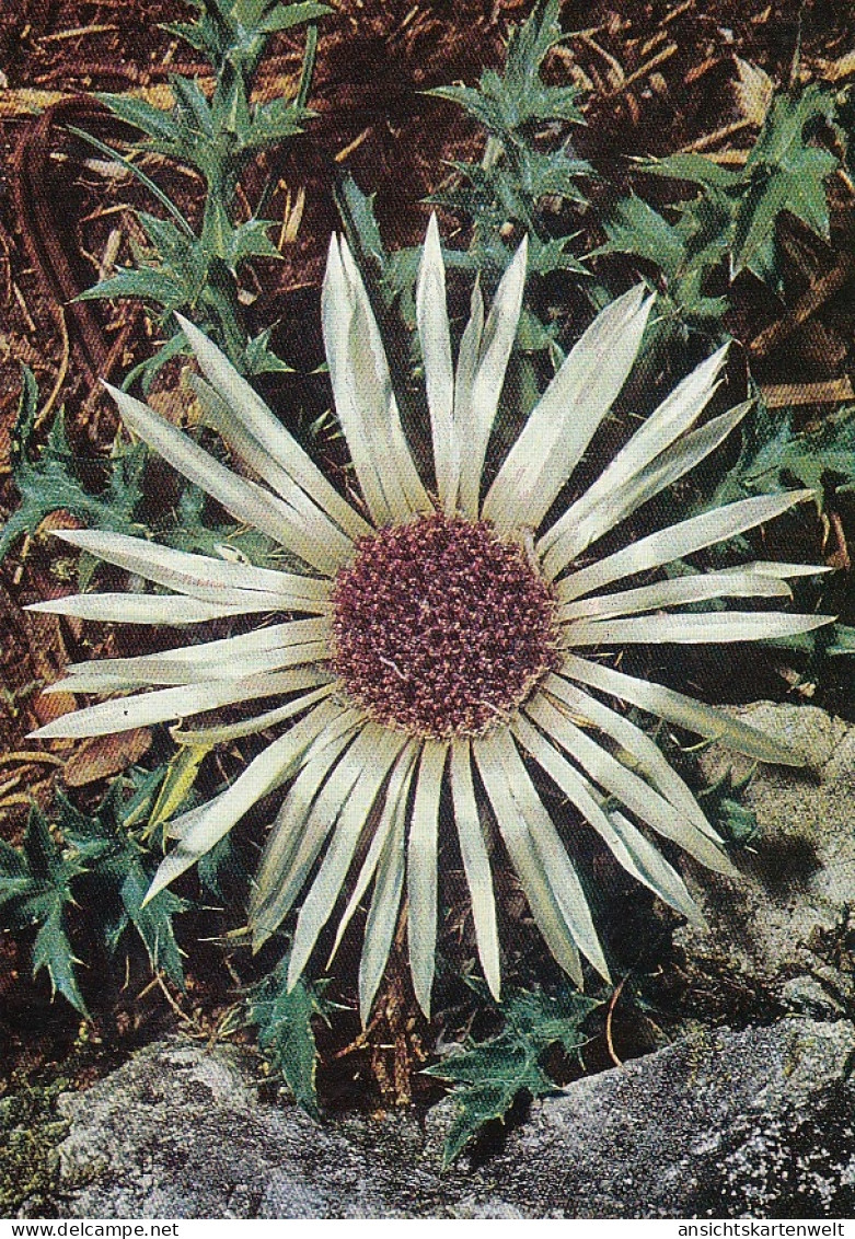 Silberdistel (Stengellose Eberwurz) Ngl #E1821 - Sonstige & Ohne Zuordnung