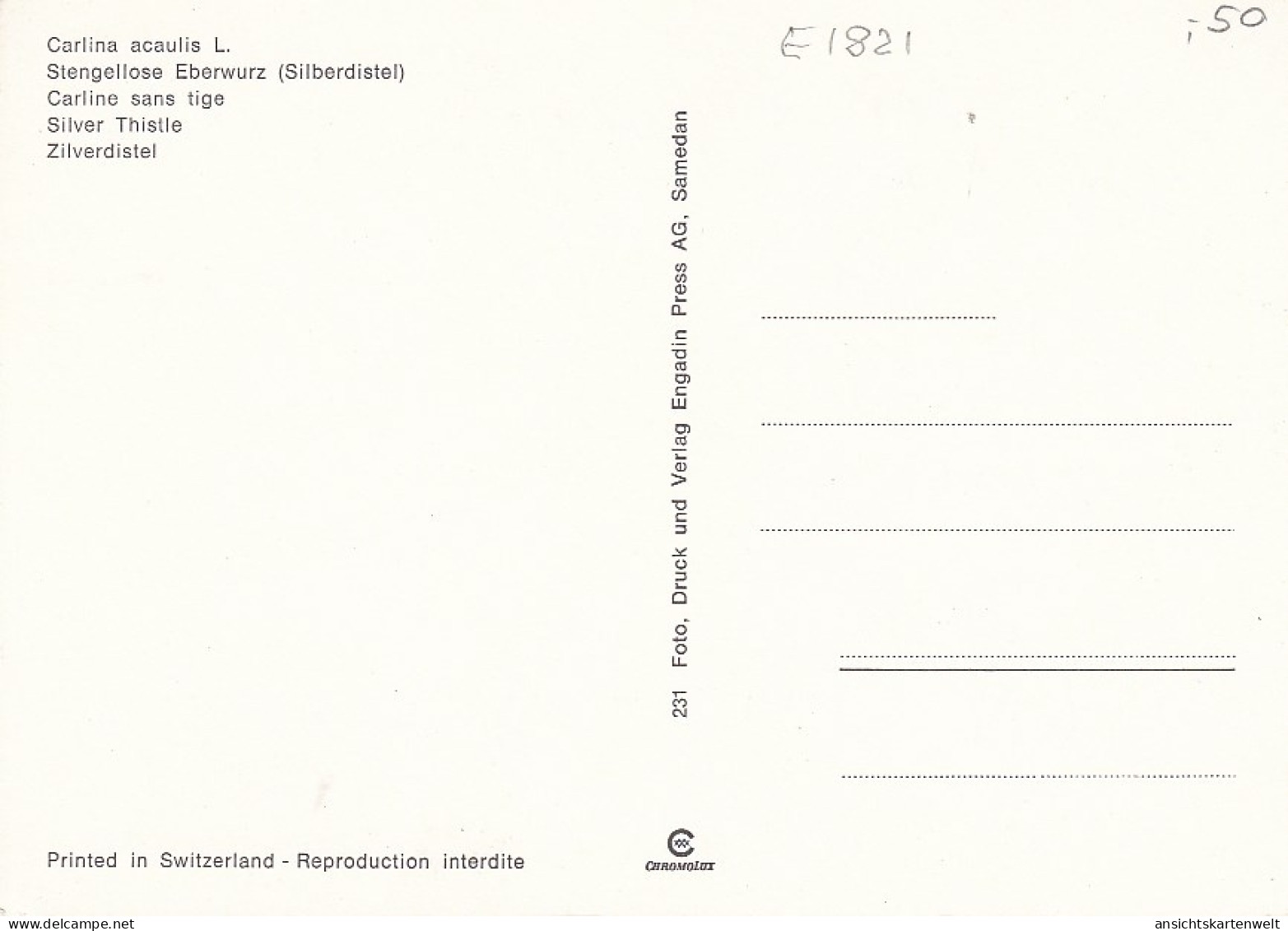 Silberdistel (Stengellose Eberwurz) Ngl #E1821 - Otros & Sin Clasificación