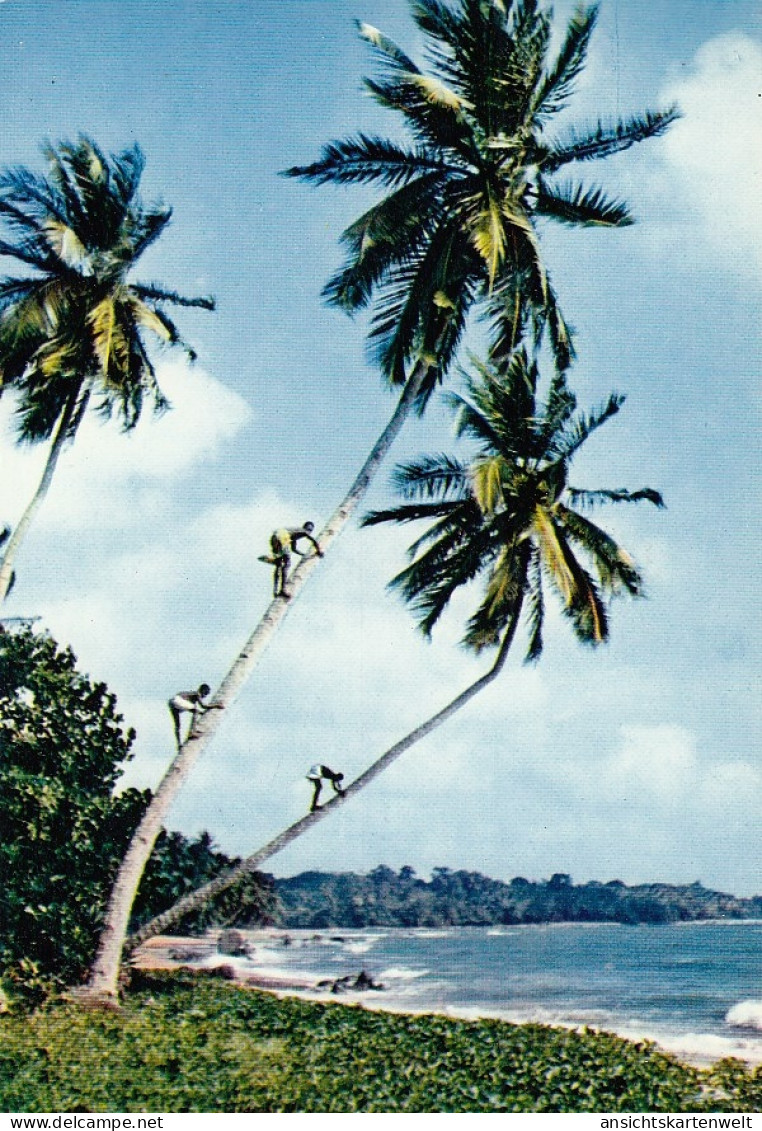 Afrika, Picking Cocoa-nuts Ngl #E4448 - Ohne Zuordnung