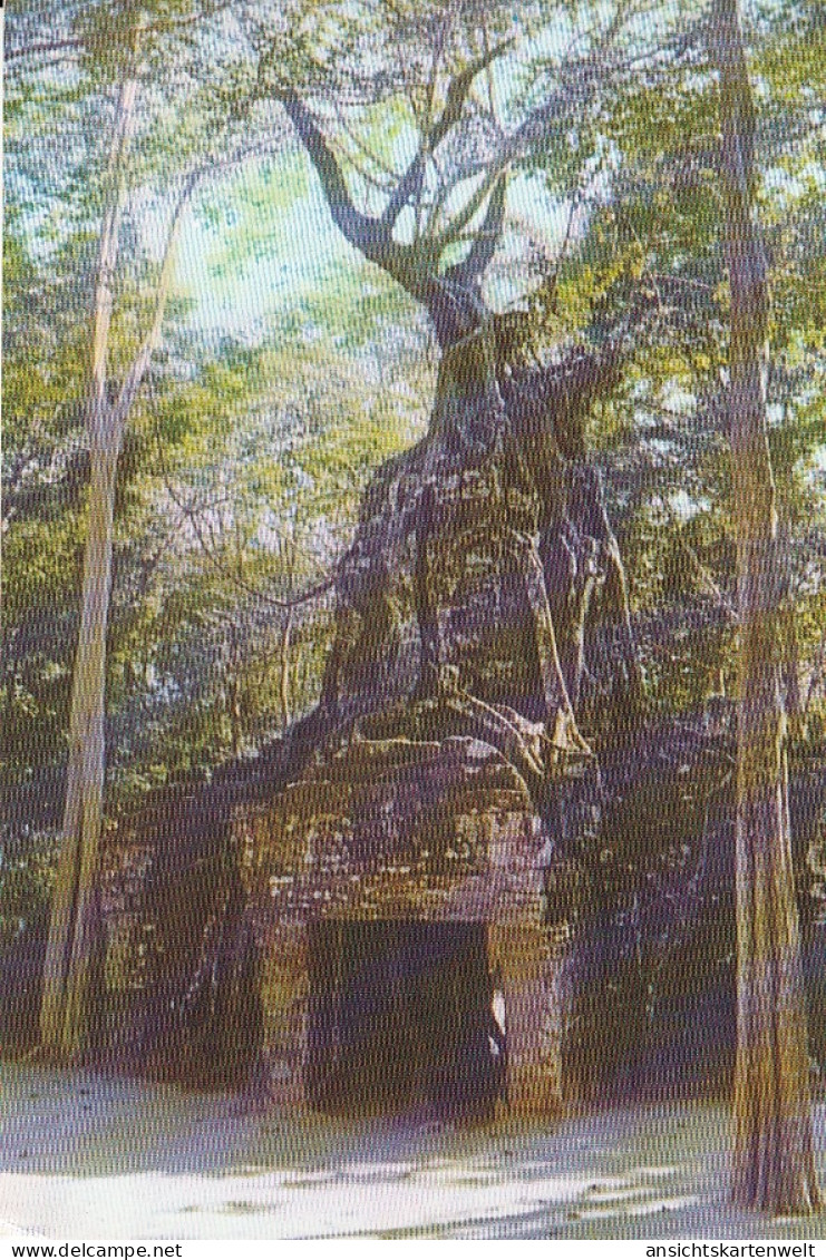Cambodia, Roots On The Tower Gate Of Tasow Temple Siemreap Ngl #E4569 - Andere & Zonder Classificatie