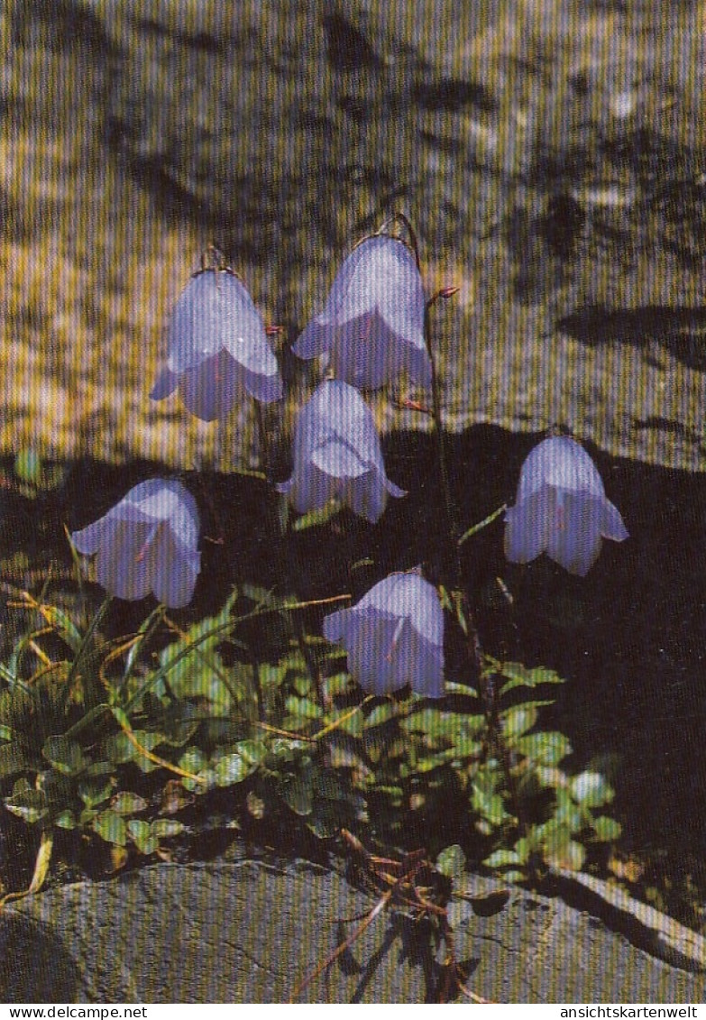 Campanula Uniflora, Einblütige Glockenblume Ngl #E6697 - Otros & Sin Clasificación