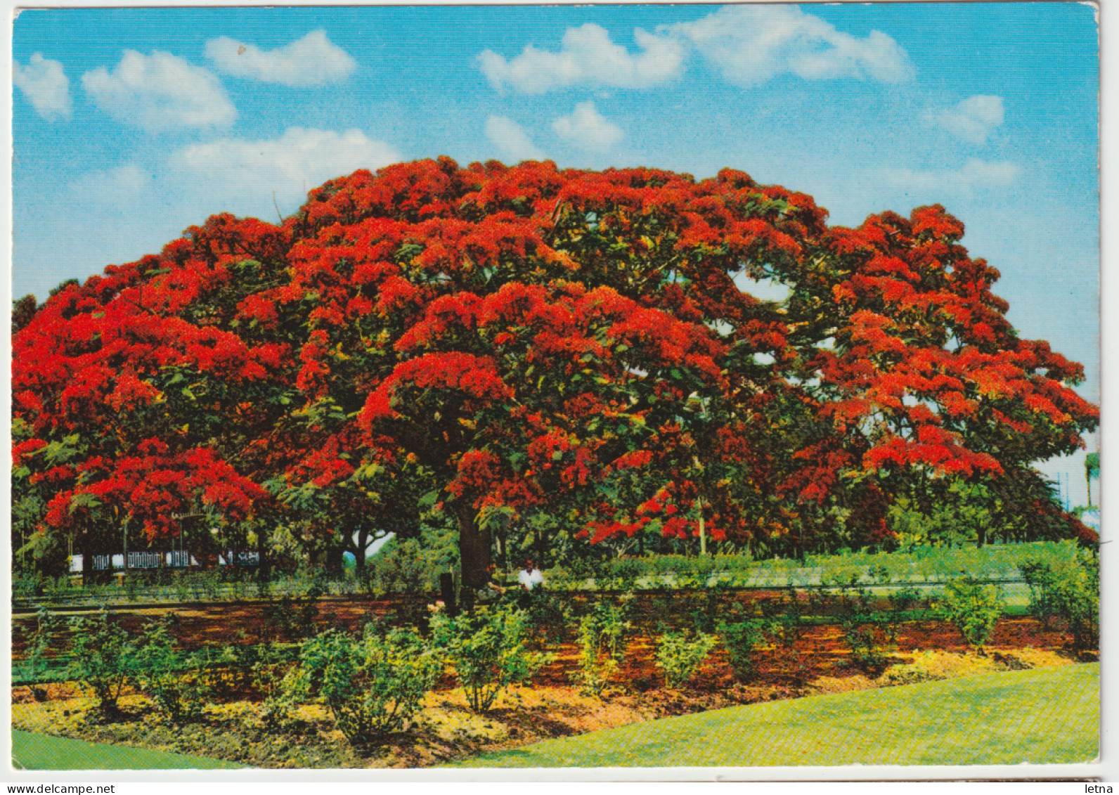 Australia QUEENSLAND QLD Poinciana Tree Engelander Kruger 793/56 Postcard C1970s - Otros & Sin Clasificación