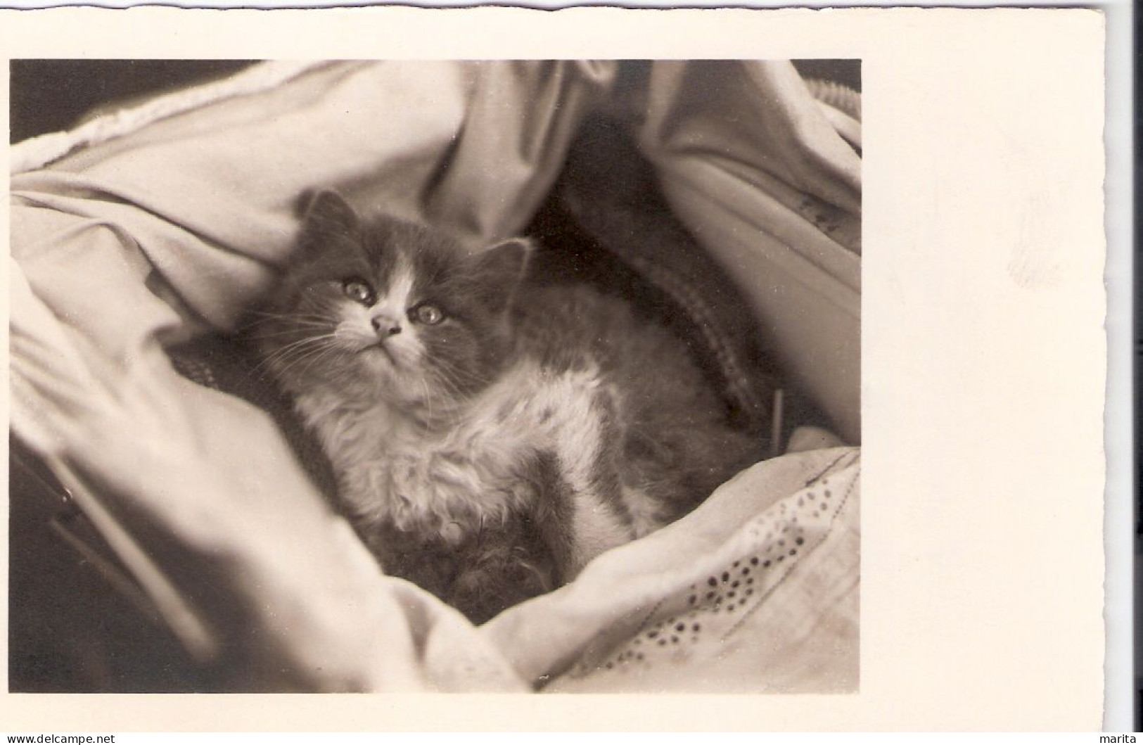 Chat Dans Lit-  Cat -katze - Poes In Bed - Katten