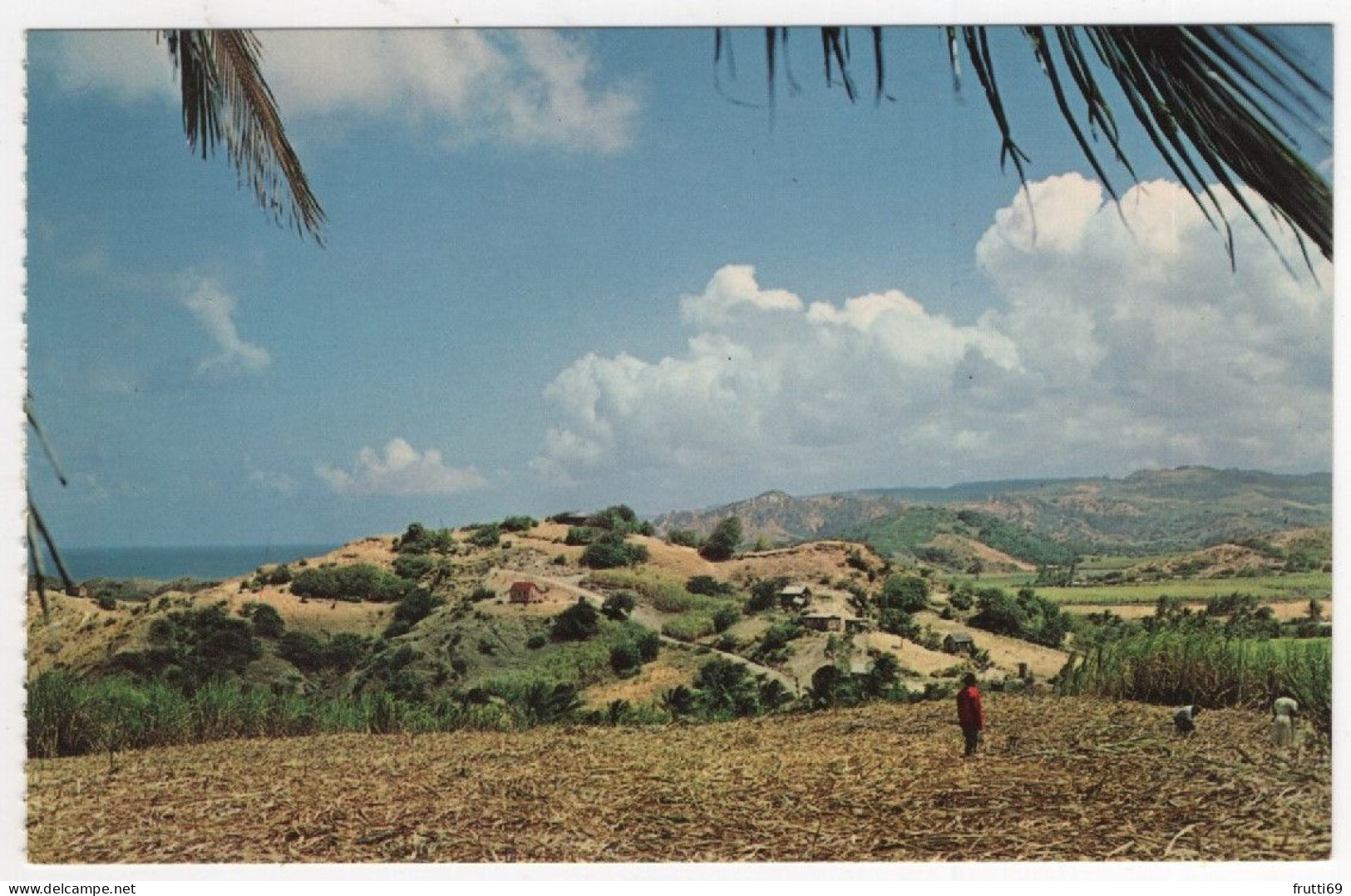 AK 210336 BARBADOS - Harvesting The Cane - Barbades