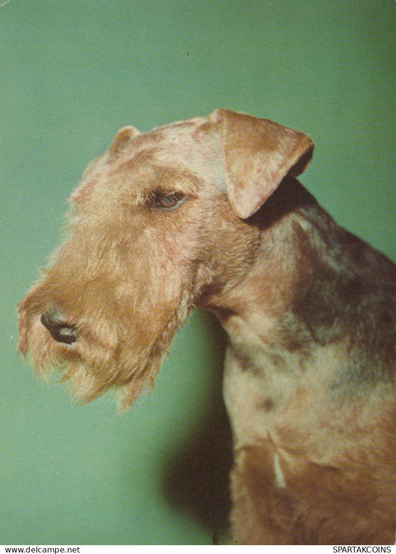PERRO Animales Vintage Tarjeta Postal CPSM #PAN618.A - Hunde