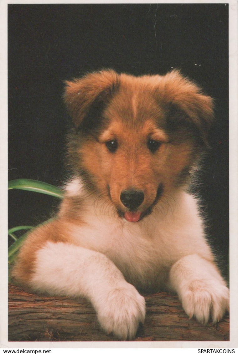 HUND Tier Vintage Ansichtskarte Postkarte CPSM #PAN581.A - Dogs