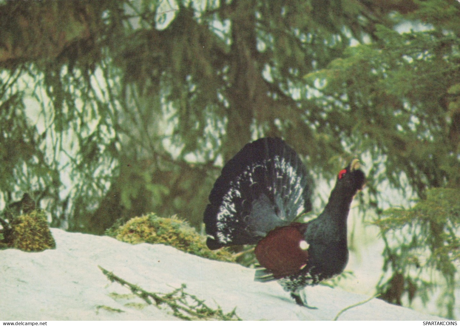 UCCELLO Animale Vintage Cartolina CPSM #PAN214.A - Pájaros