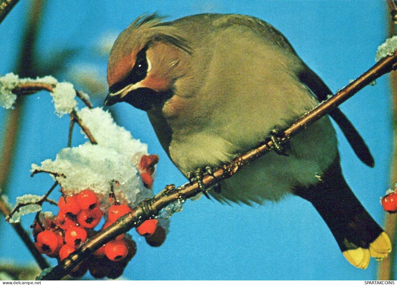 PÁJARO Animales Vintage Tarjeta Postal CPSM #PAN158.A - Pájaros