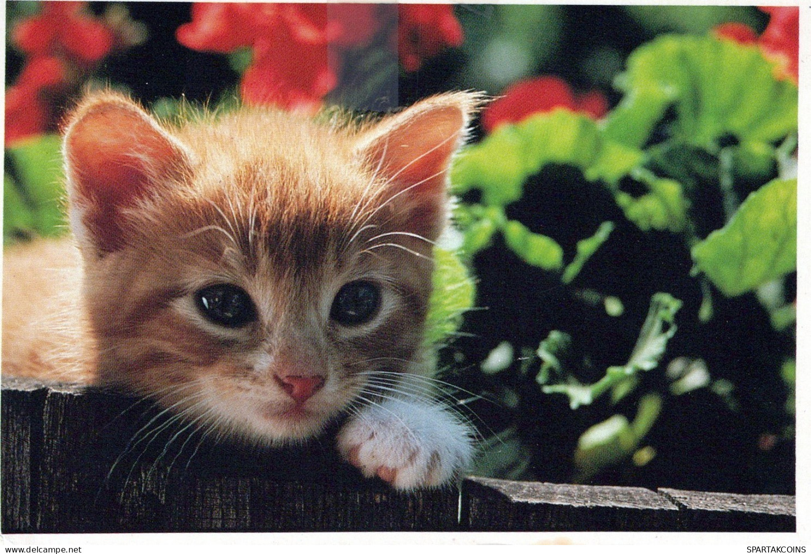 KATZE MIEZEKATZE Tier Vintage Ansichtskarte Postkarte CPSM #PAM600.A - Katten