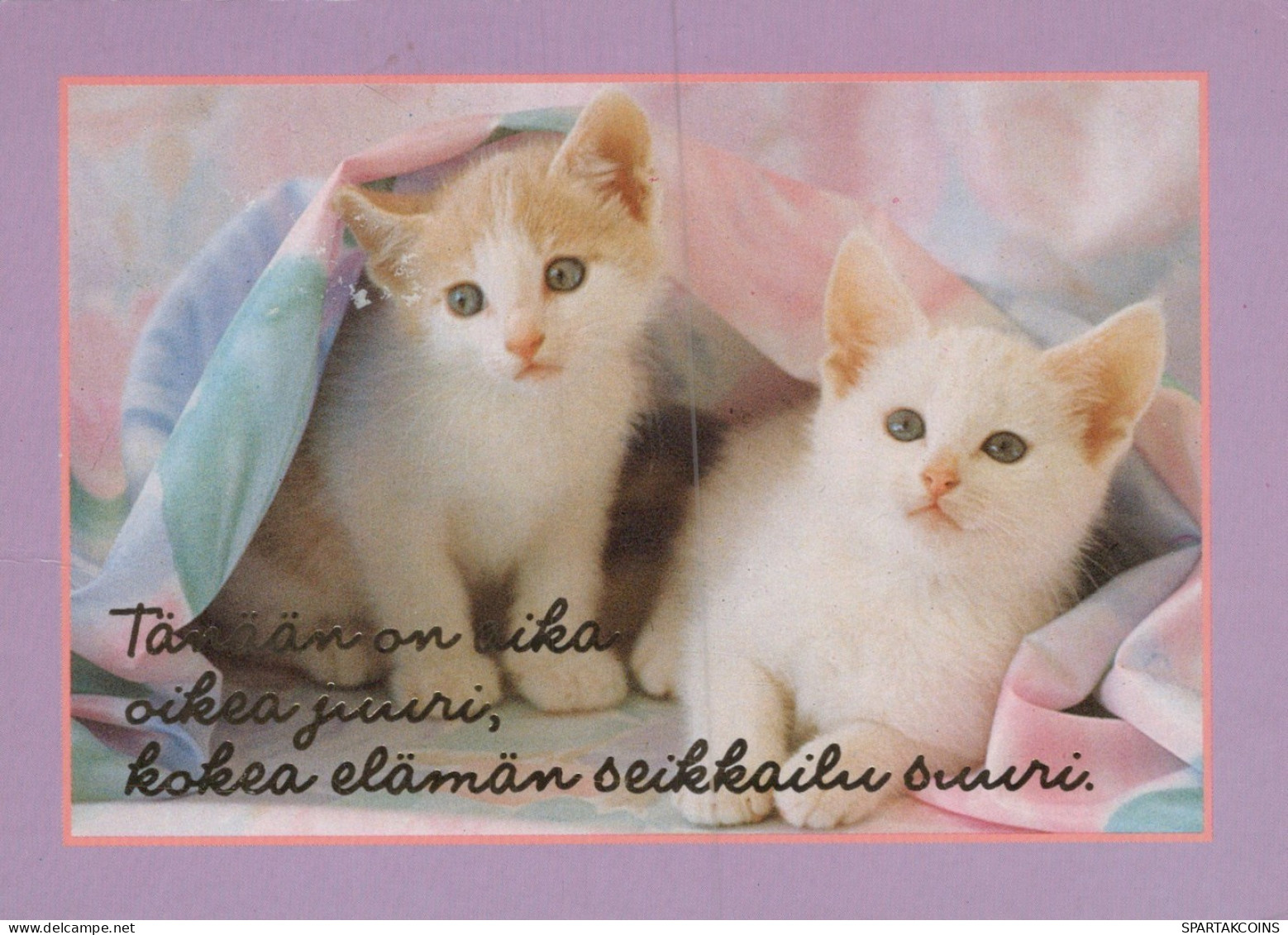 CAT KITTY Animals Vintage Postcard CPSM #PAM446.A - Katten