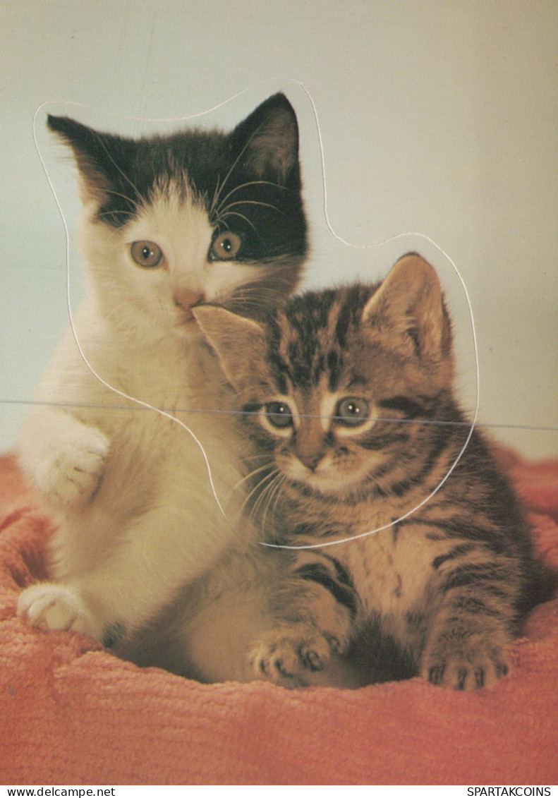 CAT KITTY Animals Vintage Postcard CPSM #PAM326.A - Katten