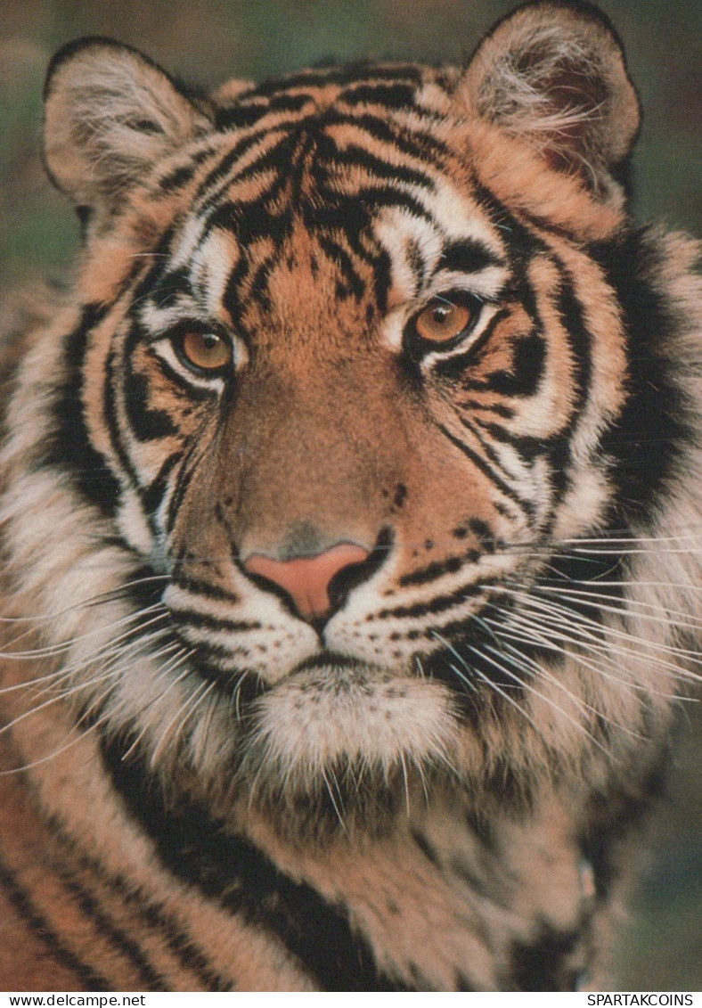 TIGER RAUBKATZE Tier Vintage Ansichtskarte Postkarte CPSM Unposted #PAM025.A - Tiger