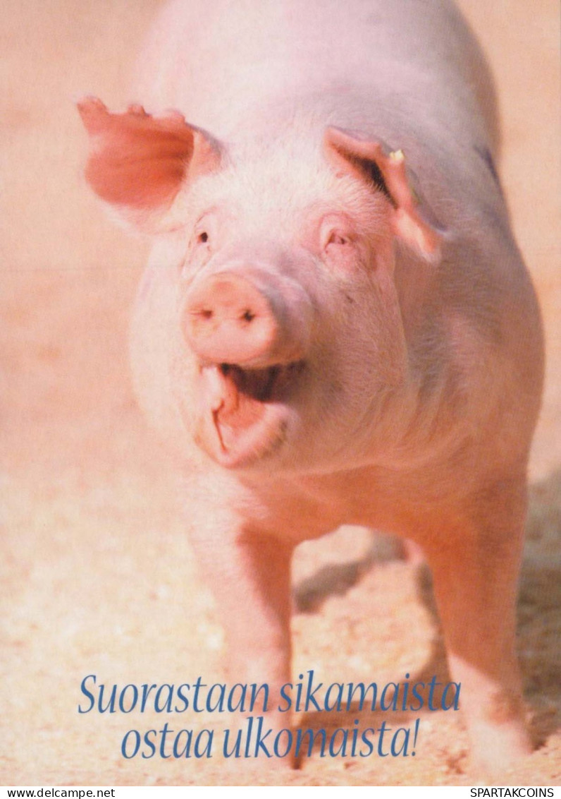 PIGS Tier Vintage Ansichtskarte Postkarte CPSM #PBR753.A - Cochons