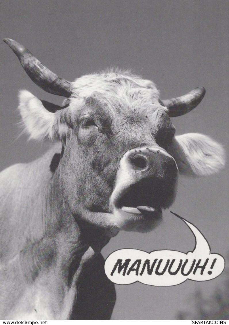 COW Animals Vintage Postcard CPSM #PBR809.A - Cows