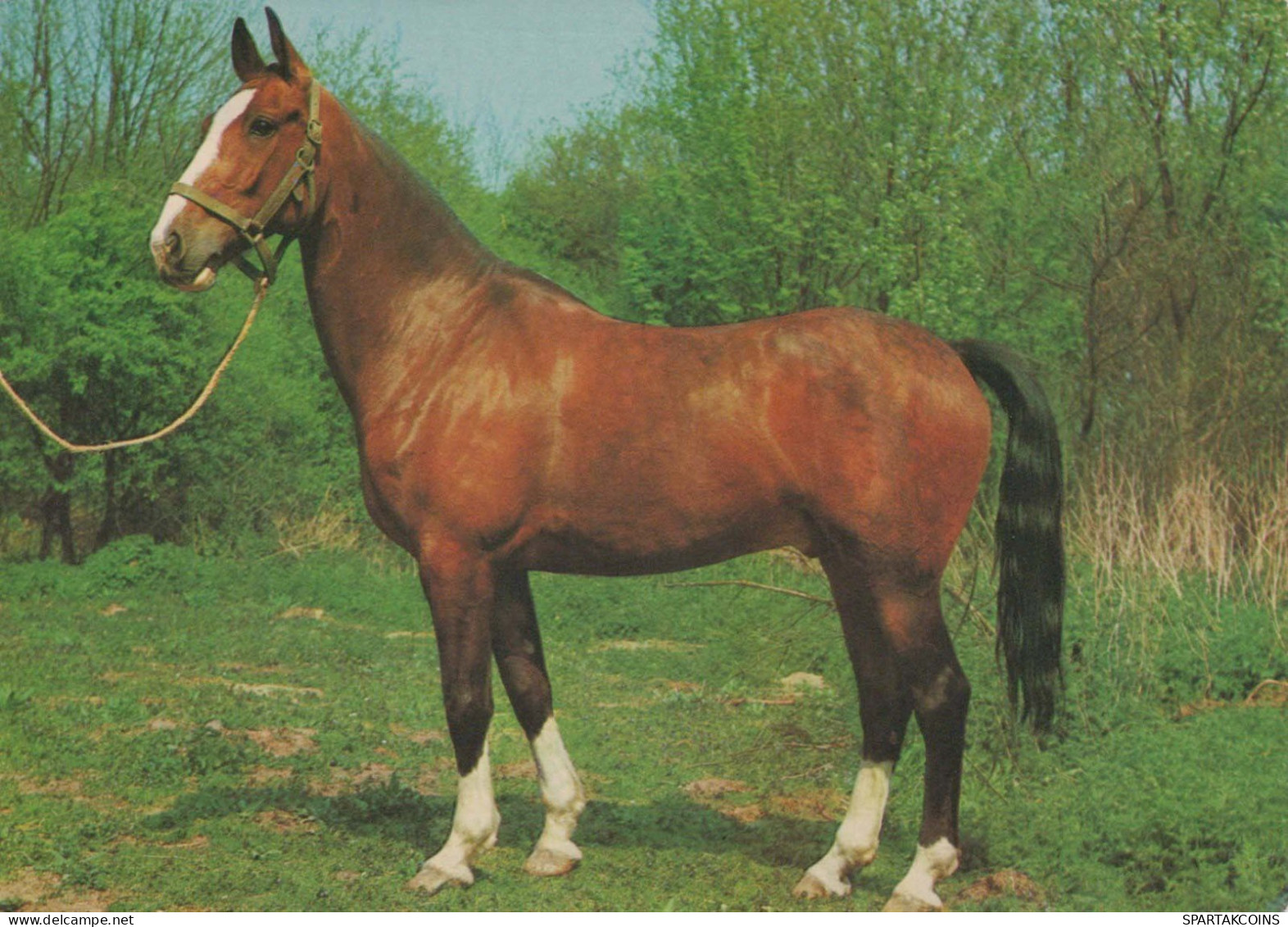 PFERD Tier Vintage Ansichtskarte Postkarte CPSM #PBR843.A - Pferde