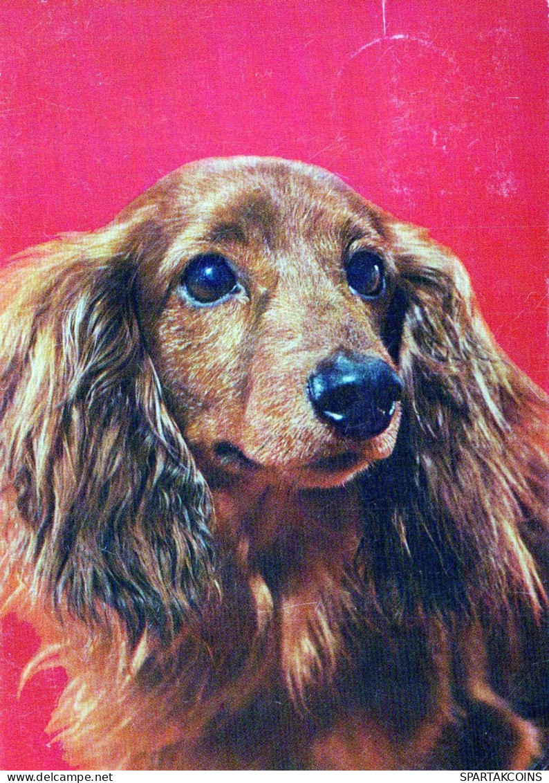 HUND Tier Vintage Ansichtskarte Postkarte CPSM #PBQ602.A - Dogs