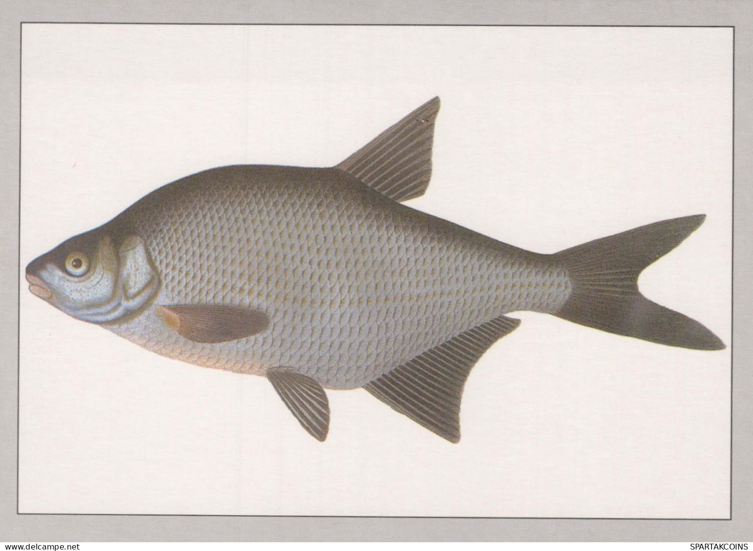 FISH Animals Vintage Postcard CPSM #PBS855.A - Fische Und Schaltiere