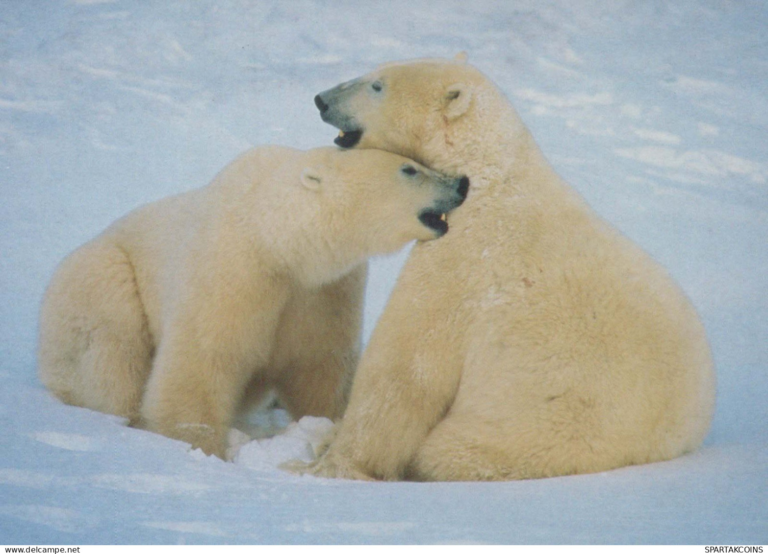 BEAR Animals Vintage Postcard CPSM #PBS380.A - Bears