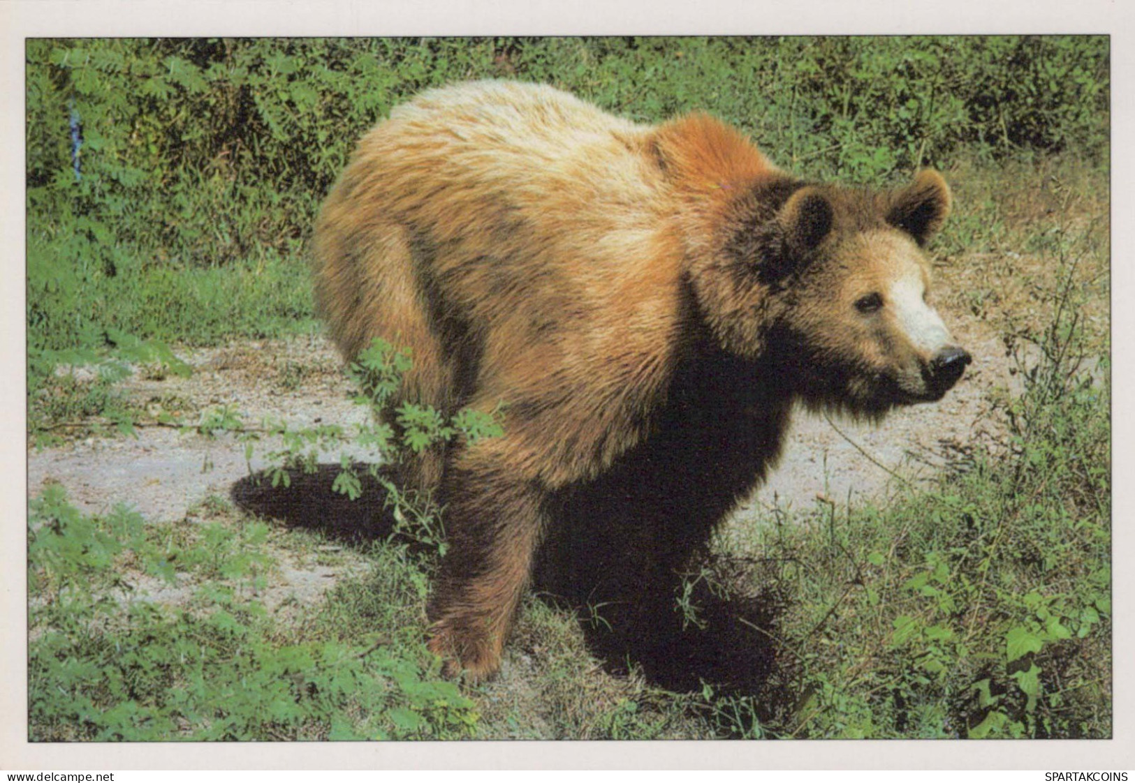 BEAR Animals Vintage Postcard CPSM #PBS245.A - Ours