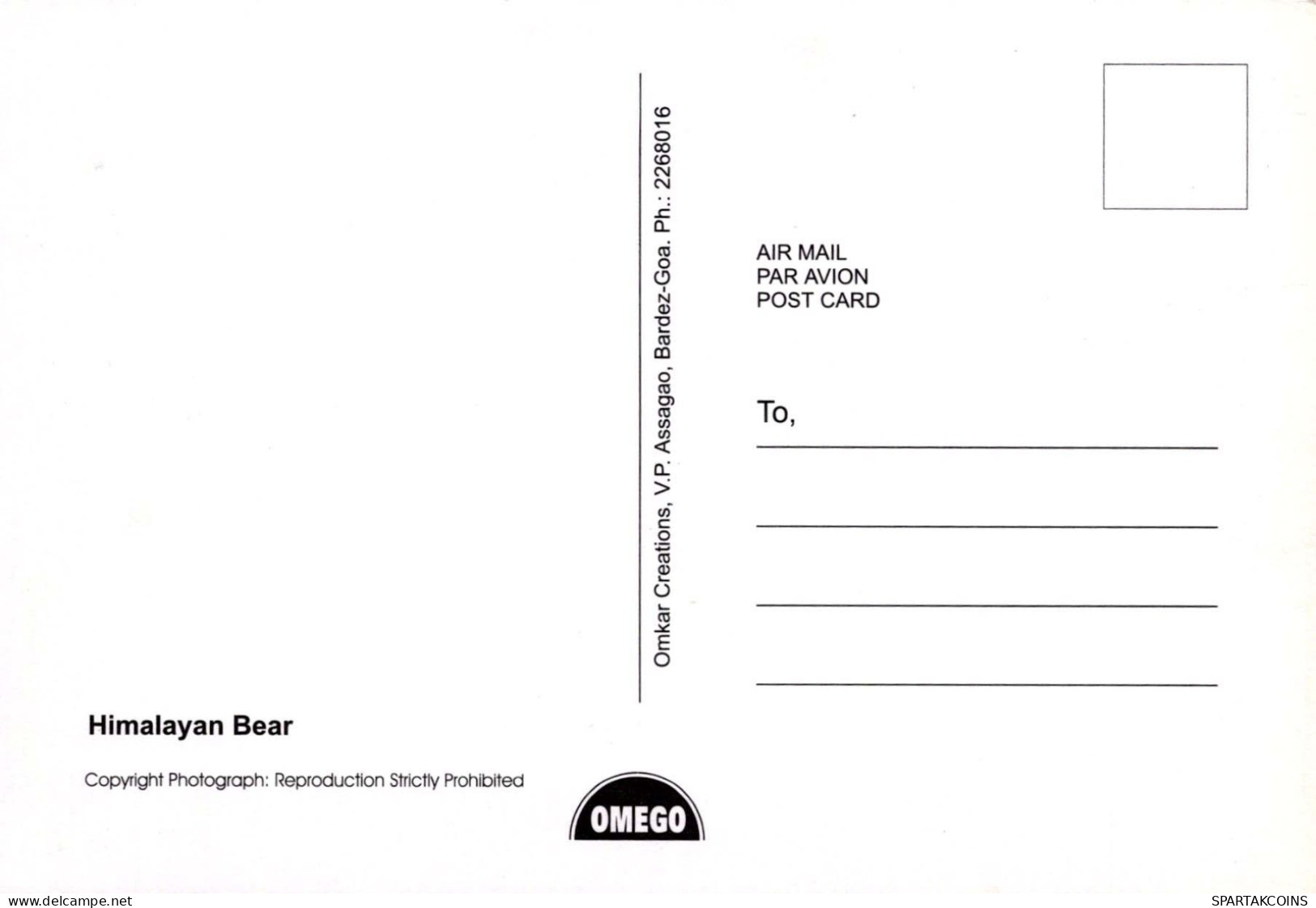 BEAR Animals Vintage Postcard CPSM #PBS245.A - Bären