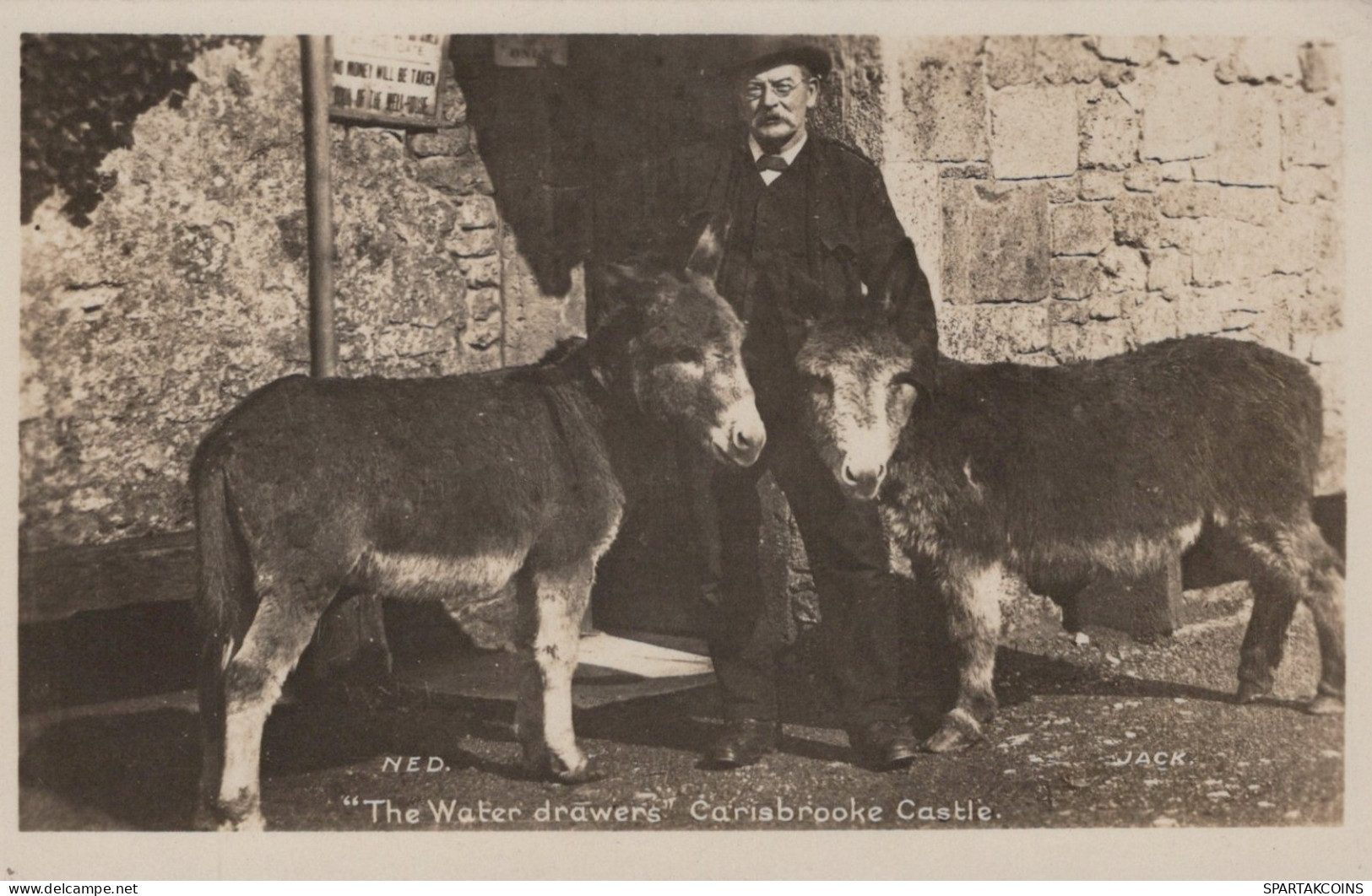 DONKEY Animals Vintage Antique Old CPA Postcard #PAA193.GB - Donkeys