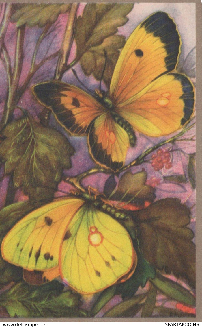 BUTTERFLIES Vintage Postcard CPSM #PBZ949.GB - Vlinders