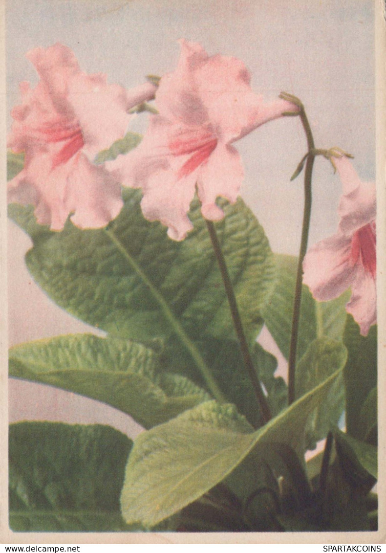 FLOWERS Vintage Postcard CPSM #PBZ525.GB - Bloemen