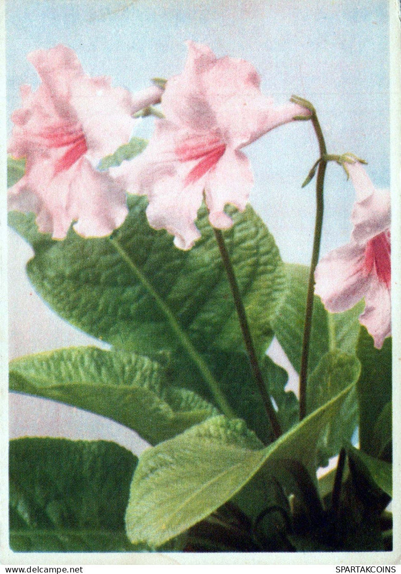 FLOWERS Vintage Postcard CPSM #PBZ525.GB - Bloemen